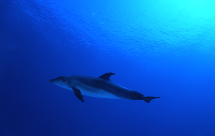 DIVING;dolphins;blue water;cayman brac;cayman island;F744_Factor_011B 1;dolphin